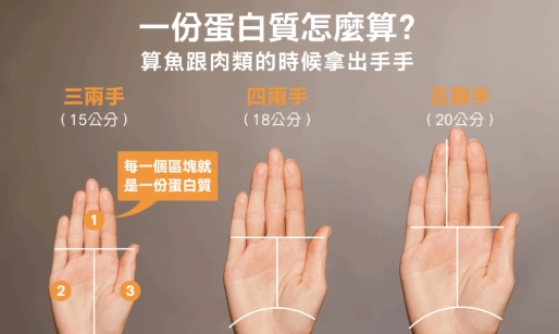 手掌大小蛋白質 手掌大小蛋白質