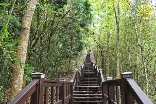 台中森林步道全攻略：路線推薦、交通資訊與新手必知秘訣