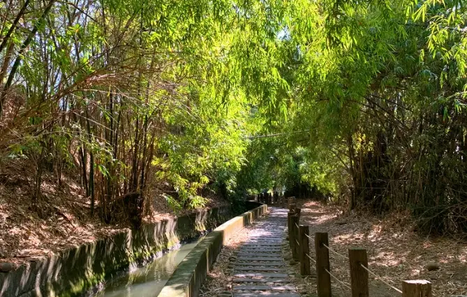 台中涼爽步道全攻略：5條避暑健行秘境推薦與實用指南