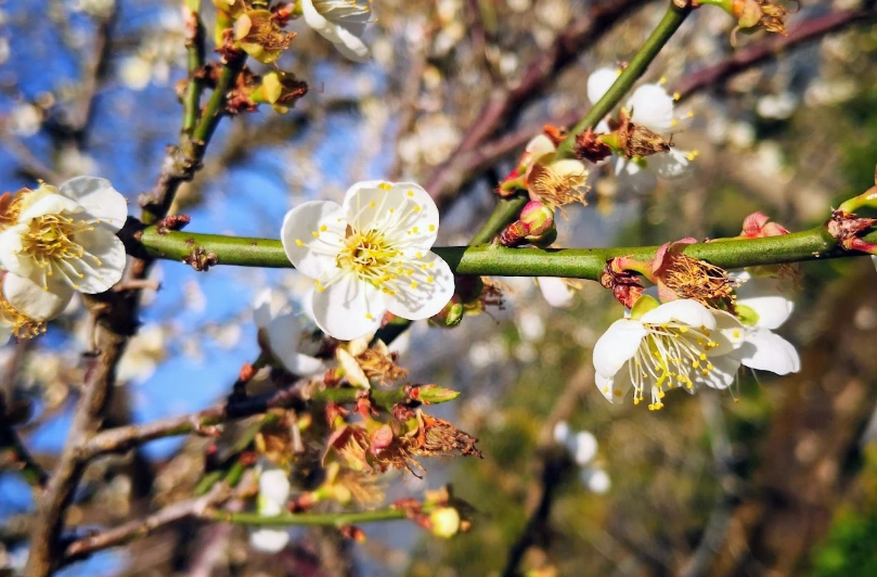風櫃斗梅花賞花全攻略：交通、花期、秘境拍攝點一次掌握