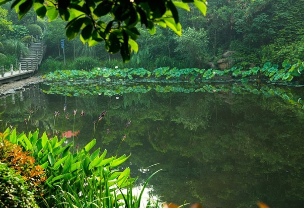 虎山步道 虎山步道