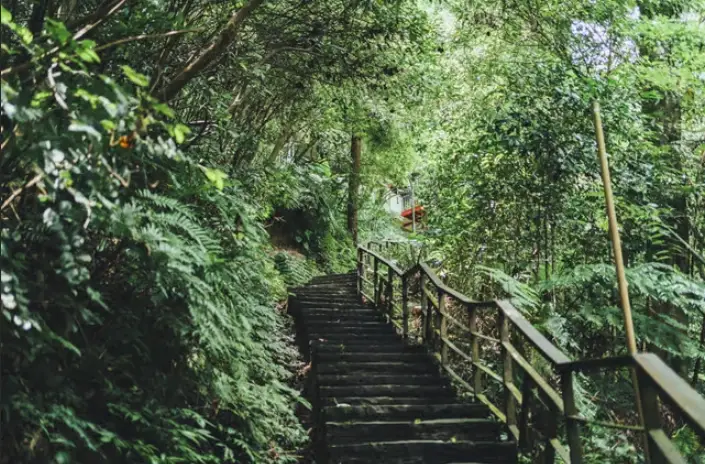 糴米古道健行指南：新竹關西百年米糧生命線路線攻略與歷史故事