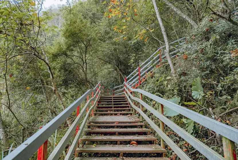 泰安步道推薦：苗栗自然步道的親身體驗與完整攻略
