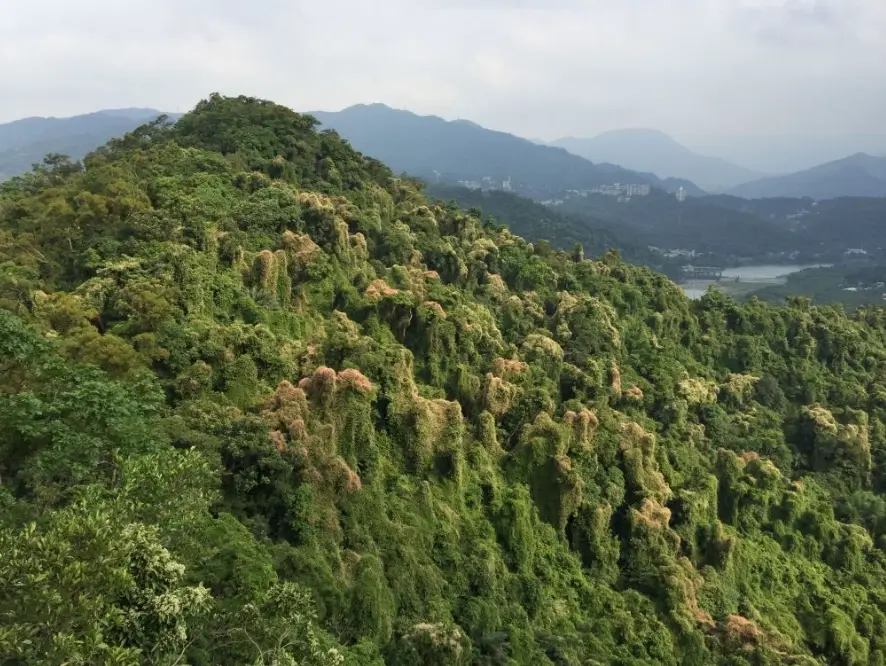 新店小獅山交通