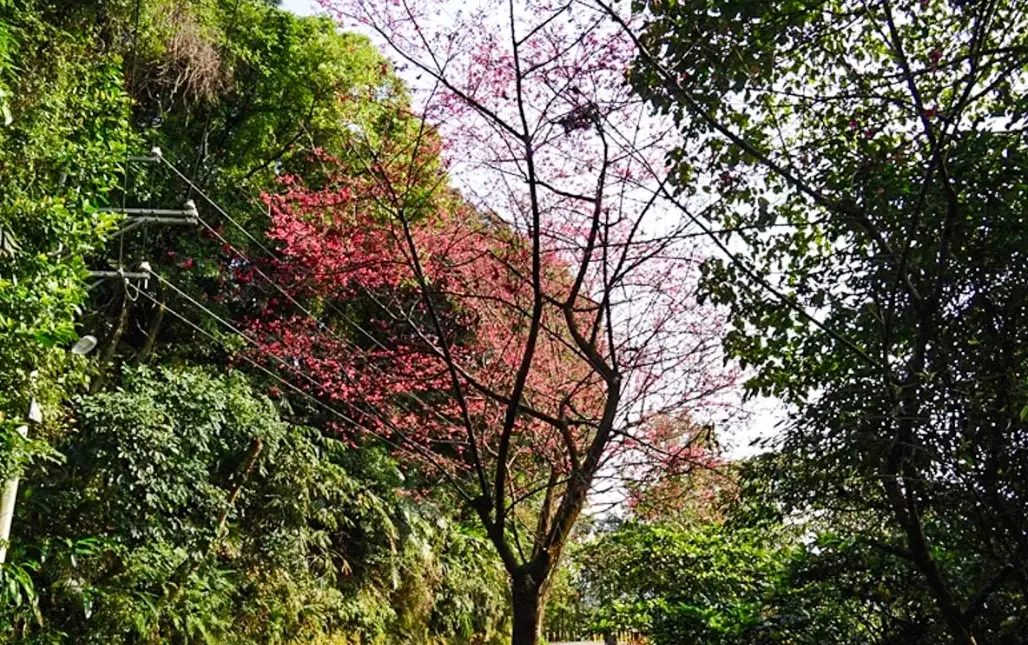 大同山步道 大同山步道