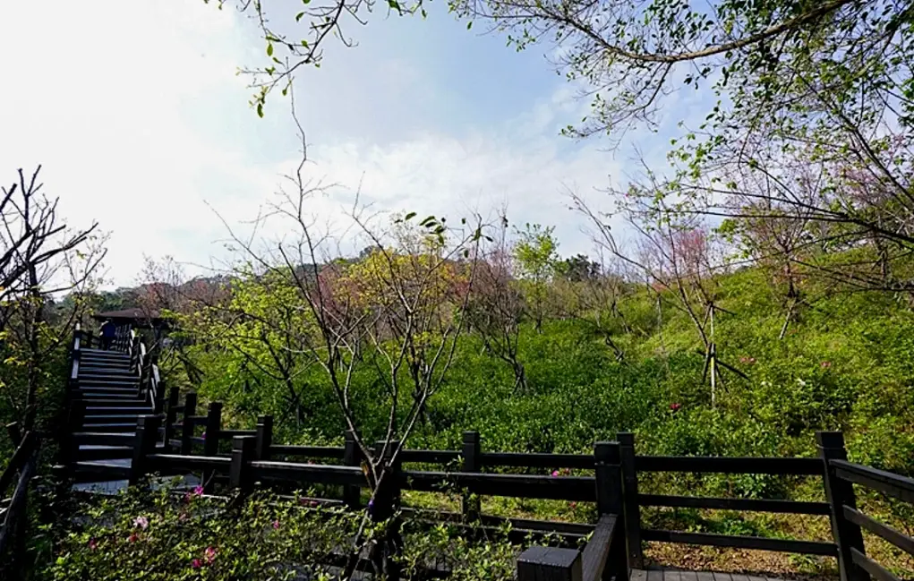 樹林大同山交通全攻略：公車、火車、開車上山路線與停車資訊一次看懂