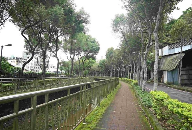 板橋賞桐步道 板橋賞桐步道