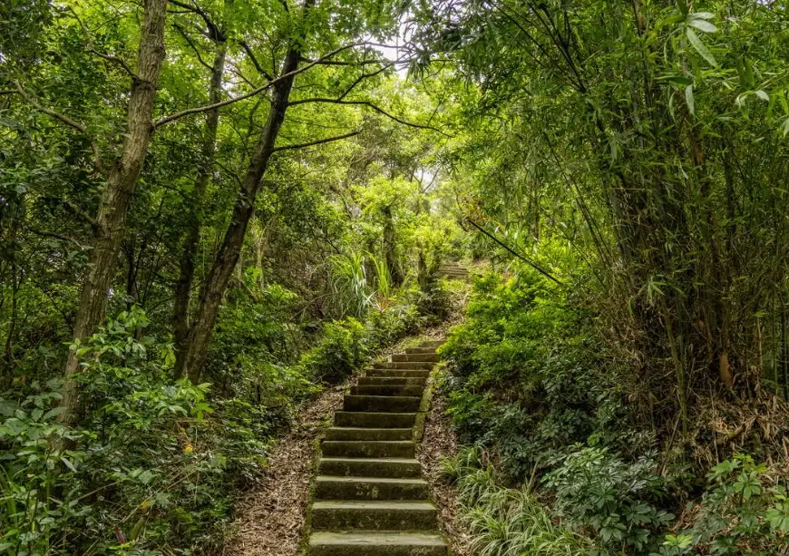 板橋賞桐步道 板橋賞桐步道