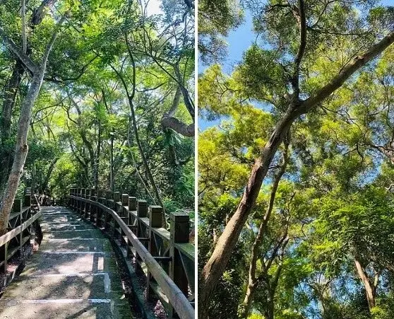 新竹登山 新竹登山
