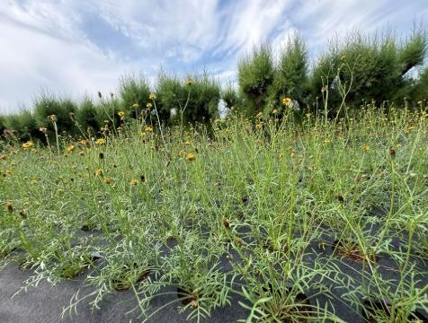 澎湖推薦美食 澎湖推薦美食