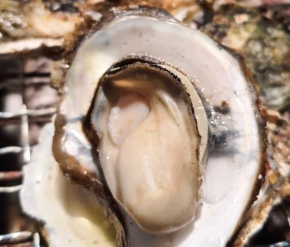 生蚵吃到飽 生蚵吃到飽