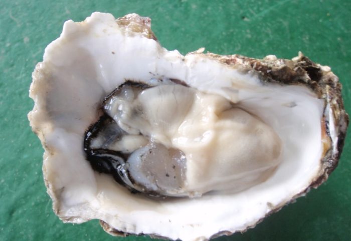 生蚵吃到飽 生蚵吃到飽