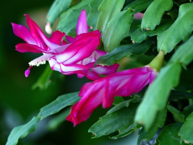 螃蟹蘭花期 螃蟹蘭花期