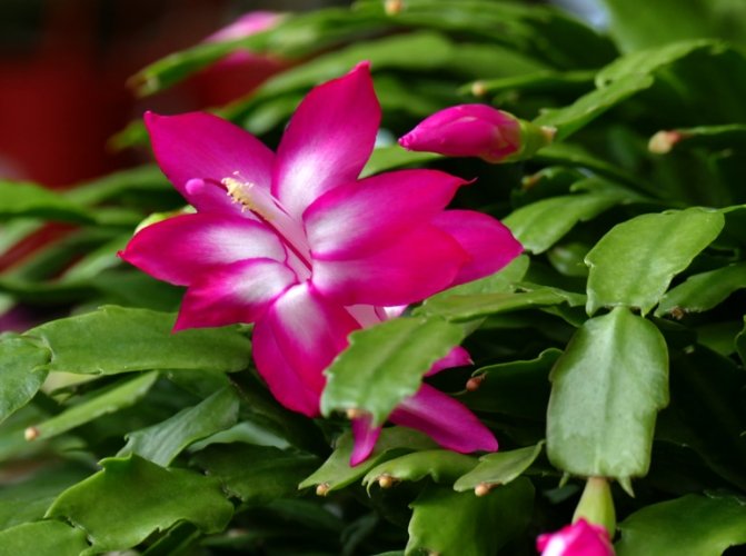 螃蟹蘭花期 螃蟹蘭花期