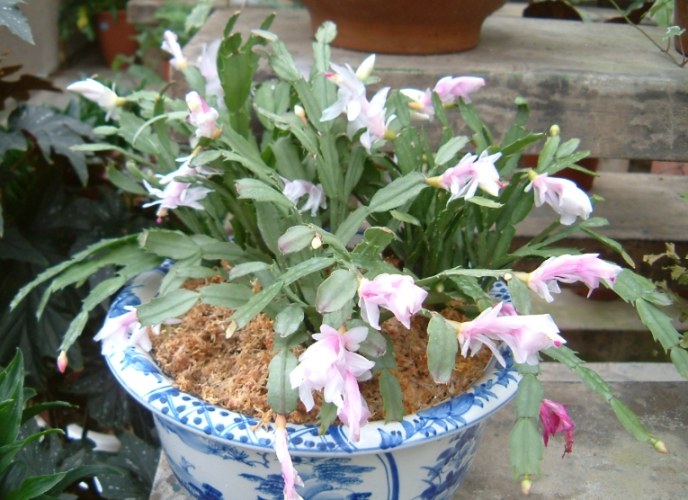 螃蟹蘭花期 螃蟹蘭花期