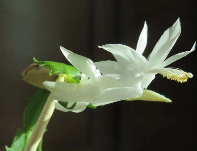 螃蟹蘭花期 螃蟹蘭花期