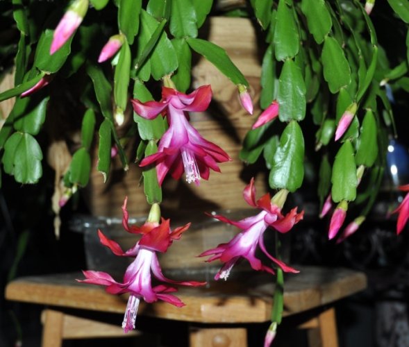 螃蟹蘭花期 螃蟹蘭花期