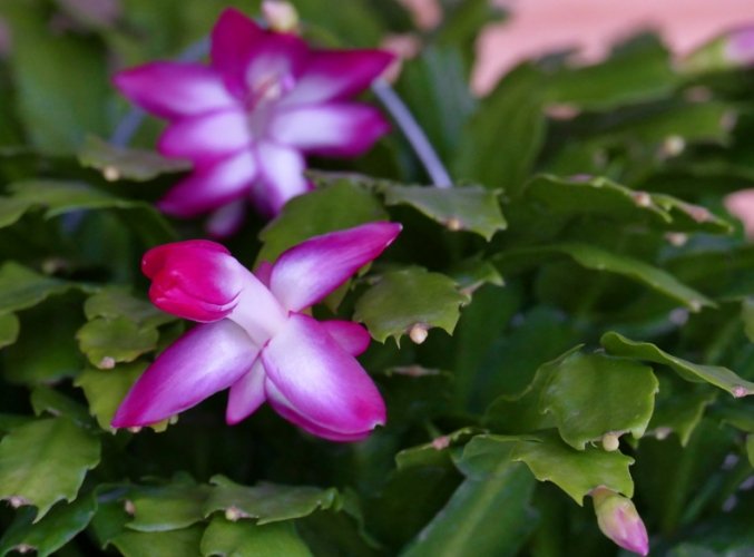 螃蟹蘭花期 螃蟹蘭花期