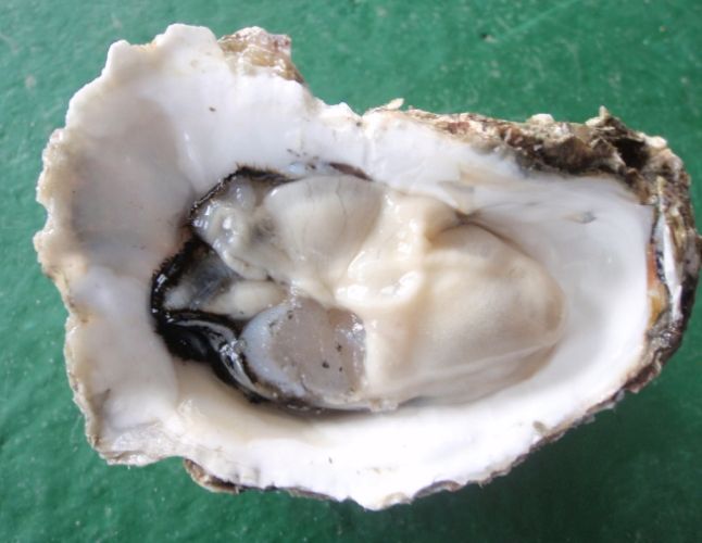 生蚵吃到飽 生蚵吃到飽