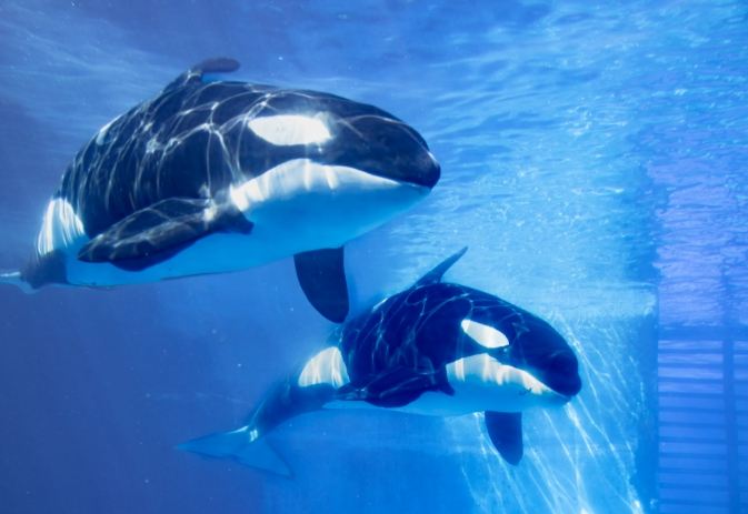 名古屋港水族館 名古屋港水族館