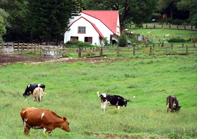 飛牛牧場 飛牛牧場