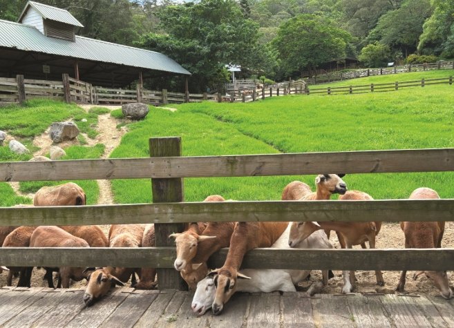 飛牛牧場 飛牛牧場