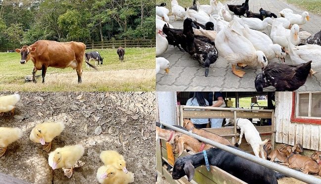 飛牛牧場 飛牛牧場