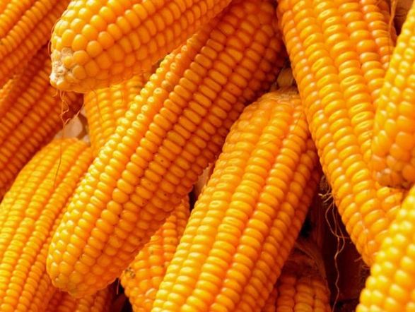 玉米熱量計算 玉米熱量計算