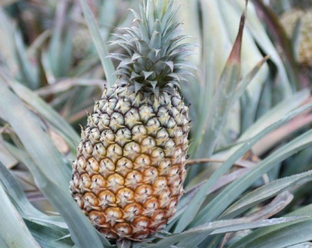 鳳梨酵素益生菌推薦 鳳梨酵素益生菌推薦