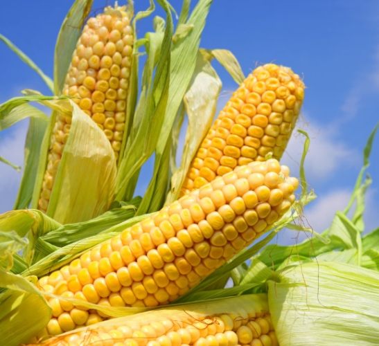 玉米挑選技巧 玉米挑選技巧