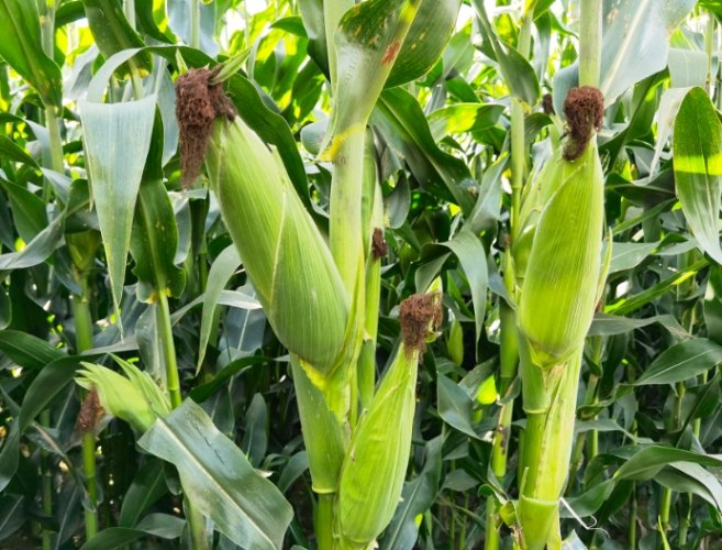 玉米營養價值 玉米營養價值