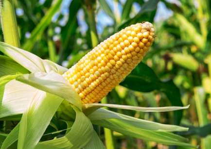 水果玉米 GI值 水果玉米 GI值