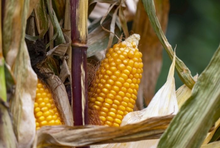 低GI水果玉米 低GI水果玉米