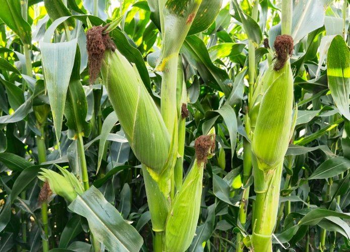 低GI水果玉米 低GI水果玉米