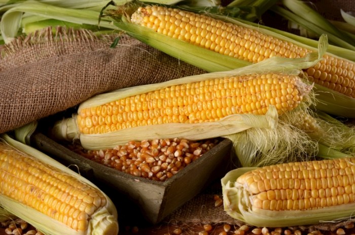 玉米怎麼挑選 玉米怎麼挑選