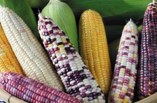 糯玉米热量 糯玉米热量