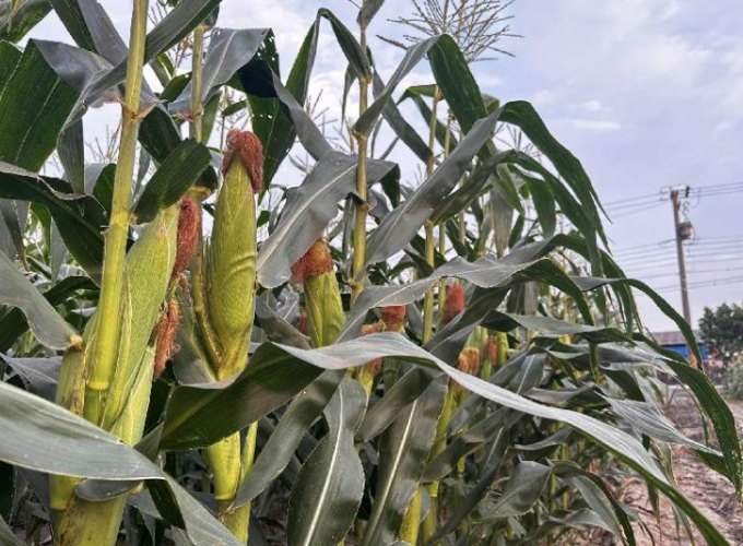 甜玉米熱量 甜玉米熱量