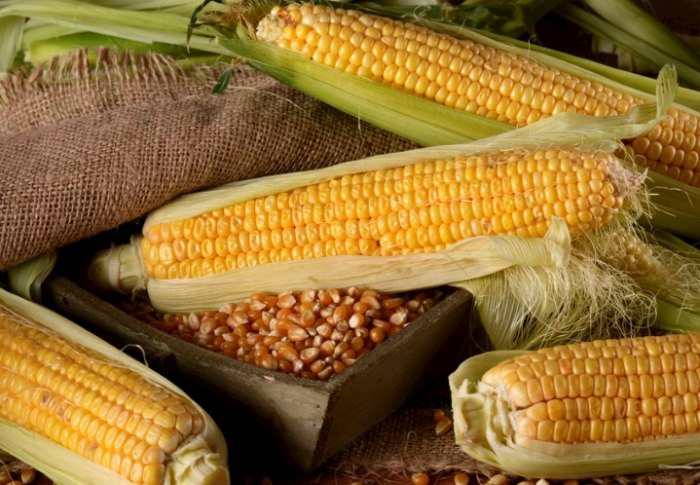 玉米健康食譜 玉米健康食譜