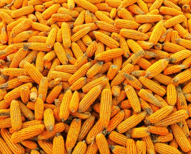 如何挑選甜玉米 如何挑選甜玉米