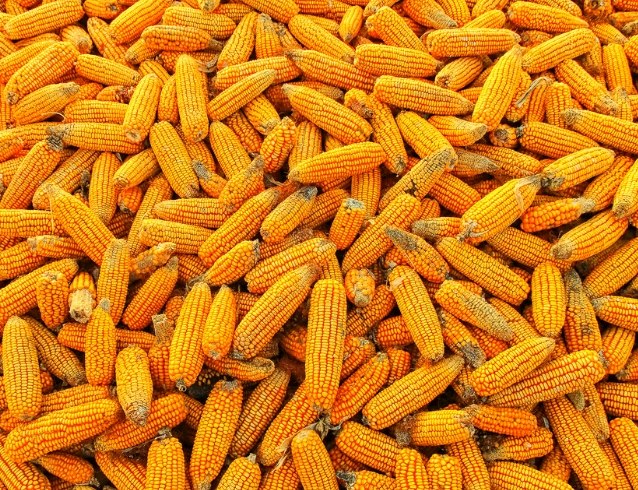 玉米營養價值 玉米營養價值