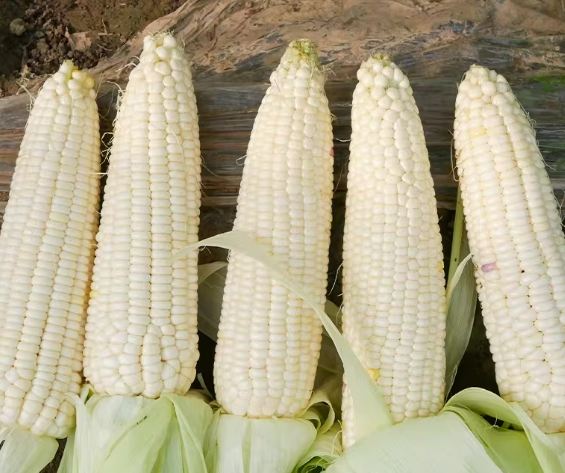 玉米澱粉 粟粉 玉米澱粉 粟粉