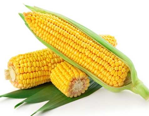 玉米營養價值 玉米營養價值