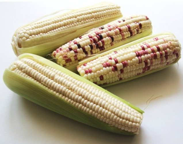 糯米玉米熱量 糯米玉米熱量