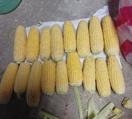 糯米玉米減肥 糯米玉米減肥