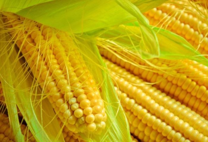 玉米澱粉 台灣 玉米澱粉 台灣