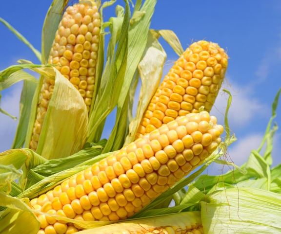 每天吃玉米好處 每天吃玉米好處