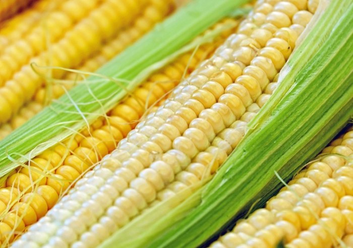 玉米營養價值 玉米營養價值