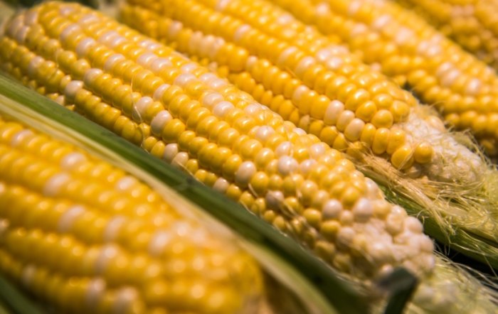 玉米澱粉 台灣 玉米澱粉 台灣