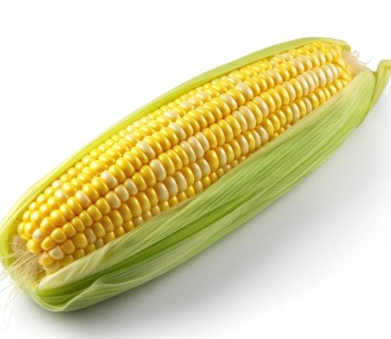 玉米营养 玉米营养