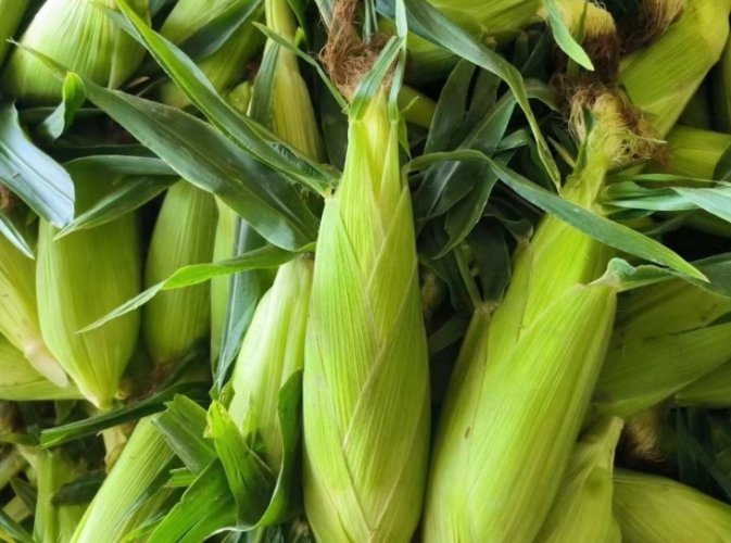 玉米營養價值 玉米營養價值